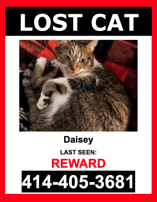 Image of Daisey, Lost Cat