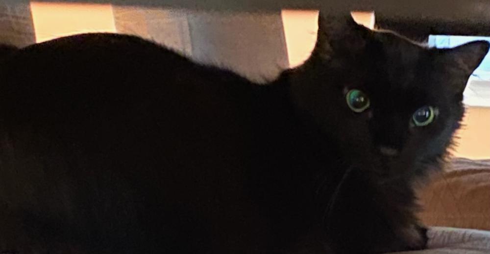 Image of Juno or Meghan, Lost Cat