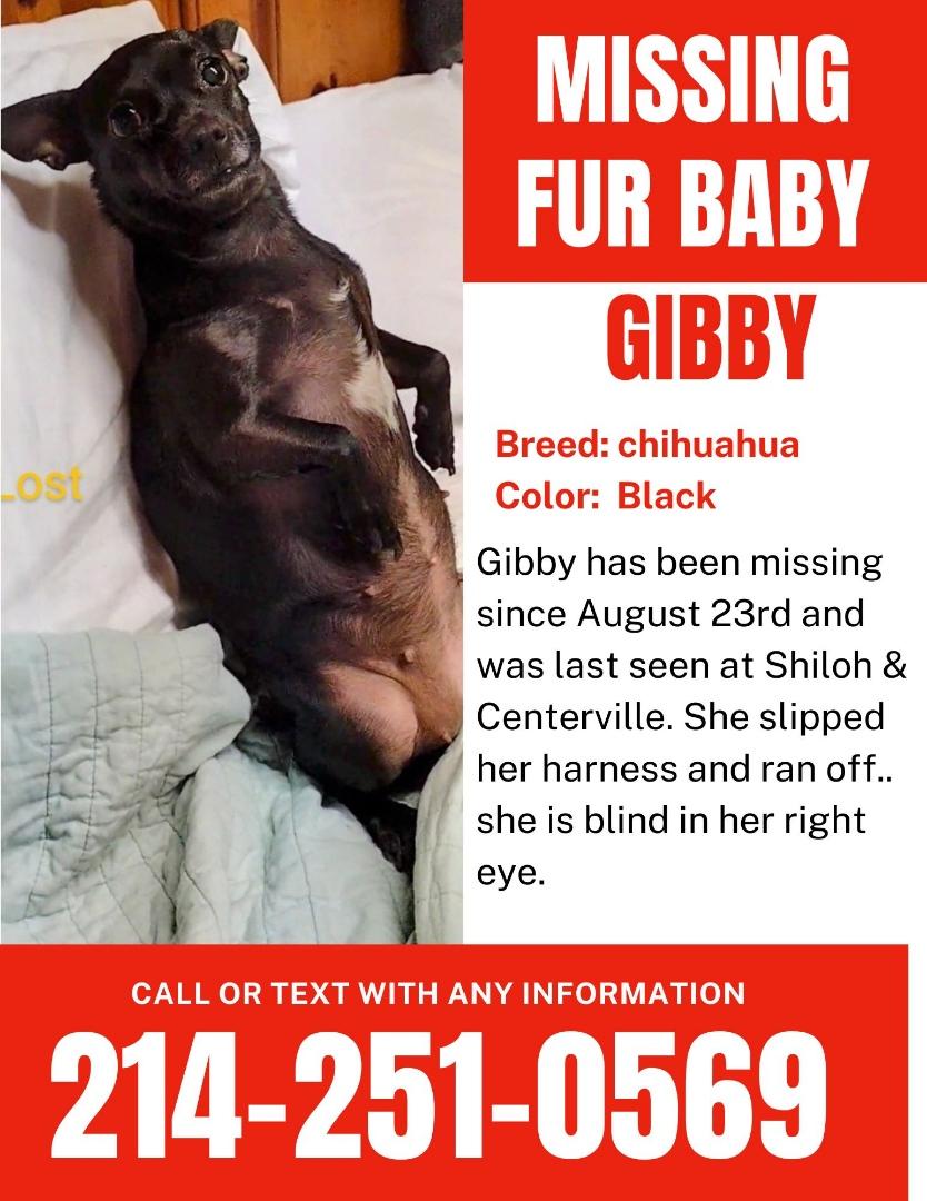 Image of Gibby, Lost Dog