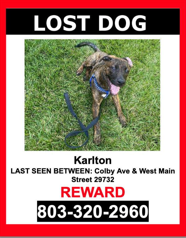 Image of Karlton, Lost Dog