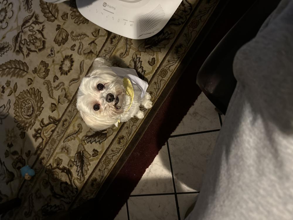 Image of Chino, Lost Dog
