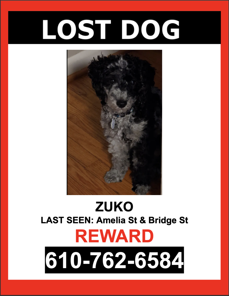 Image of Zuko, Lost Dog