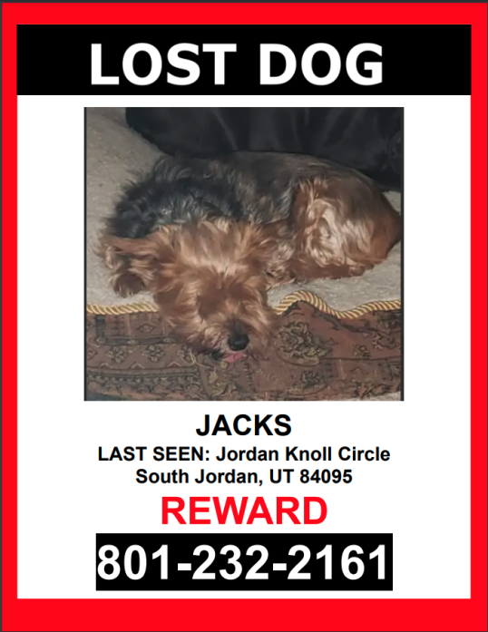 Image of Jacks, Lost Dog