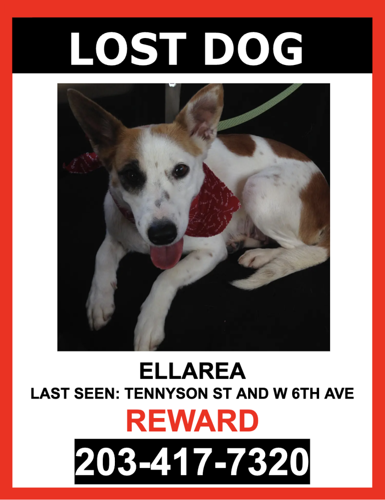 Image of ELLARIA, Lost Dog