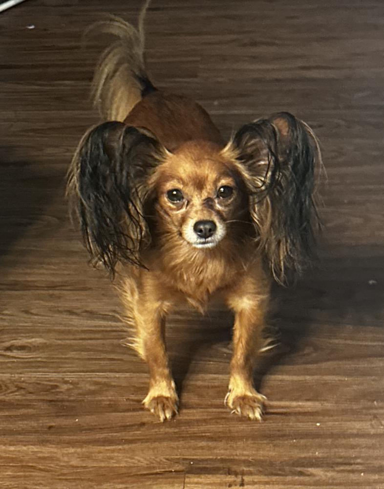 Image of Rexxy, Lost Dog