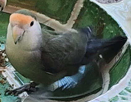 Image of Orange, Lost Bird