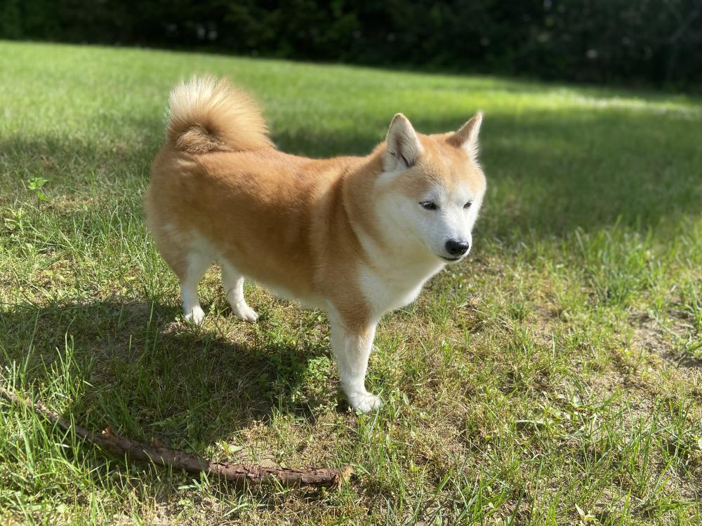 Image of Krypto, Lost Dog
