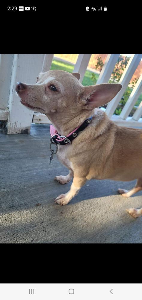 Image of Baby girl, Lost Dog