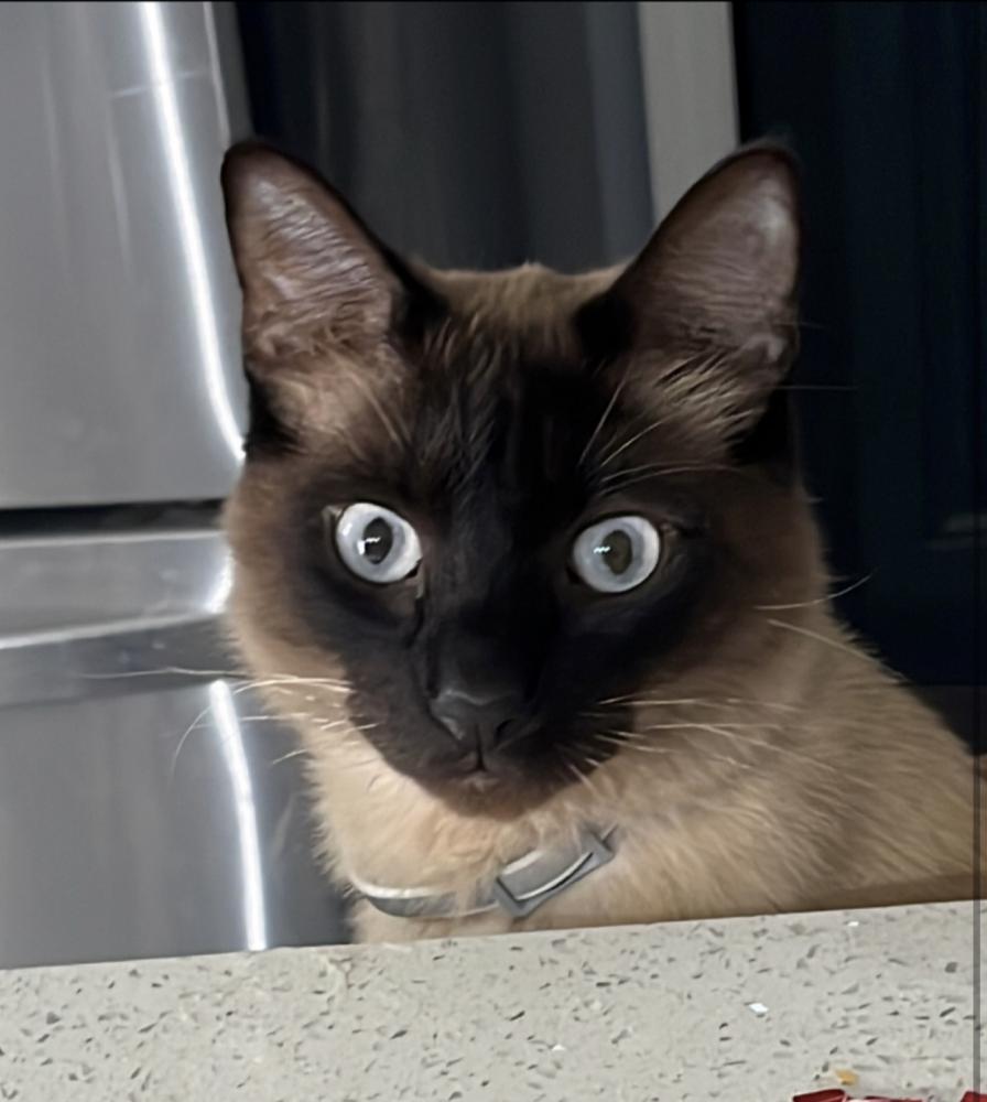 Image of Maluma, Lost Cat