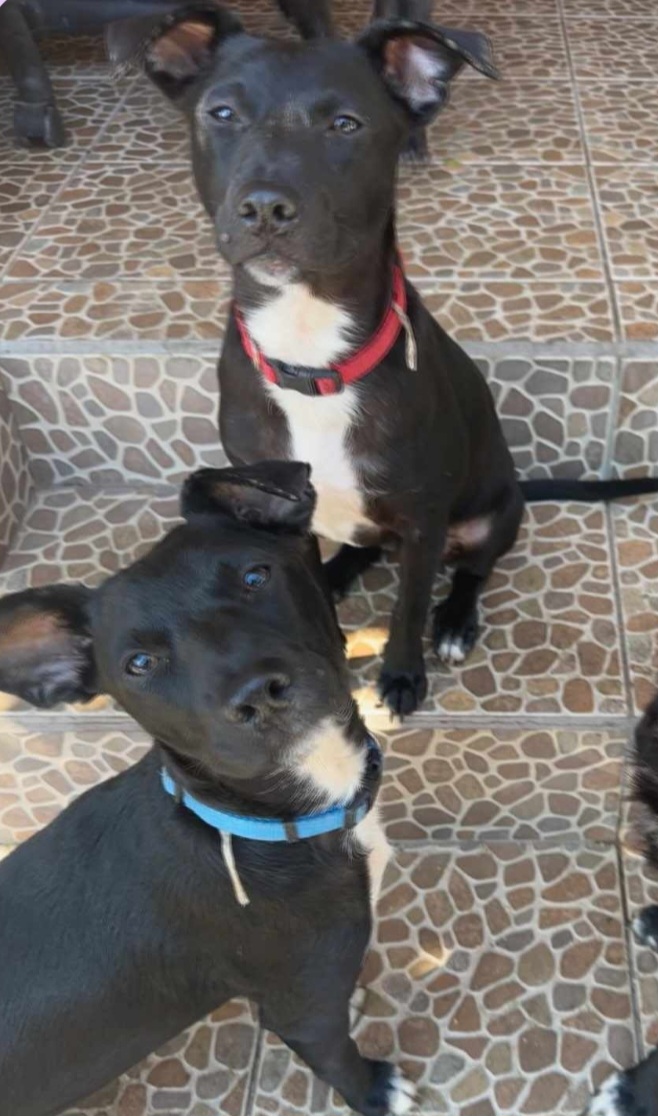 Image of Blue and chip, Lost Dog