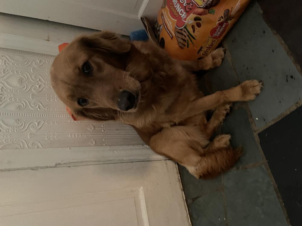 Image of Candy, Lost Dog