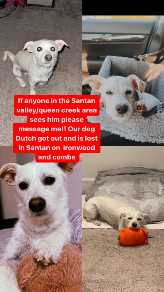 Image of Dutch, Lost Dog