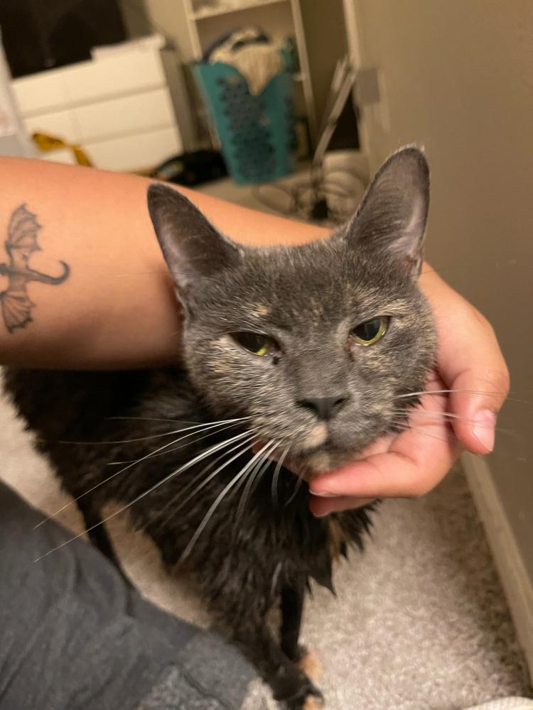 Image of unknown, Lost Cat