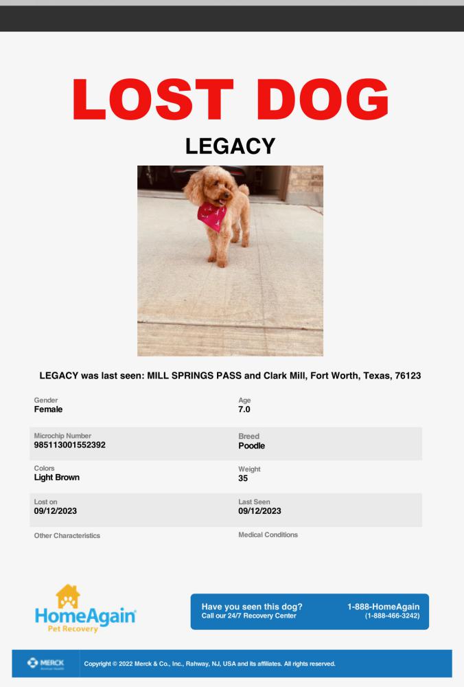 Image of Legacy, Lost Dog