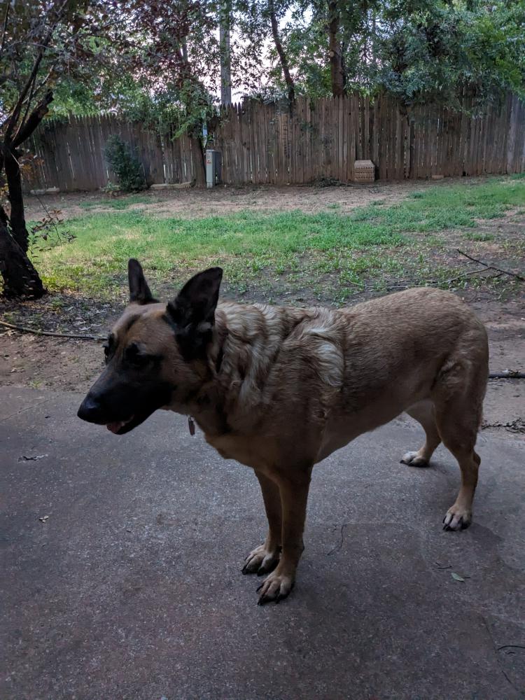 Image of Senna, Lost Dog