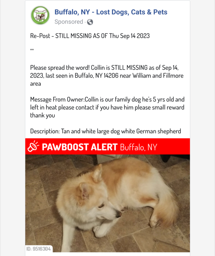 Image of collin, Lost Dog
