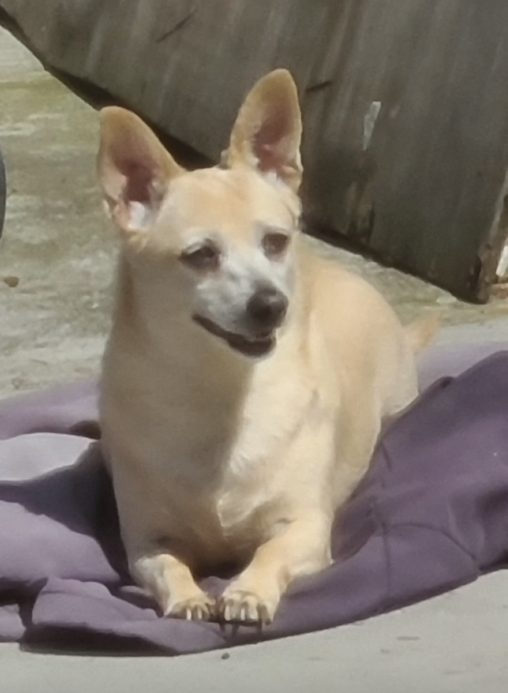Image of Chily, Lost Dog