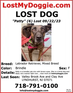 Image of Patty, Lost Dog