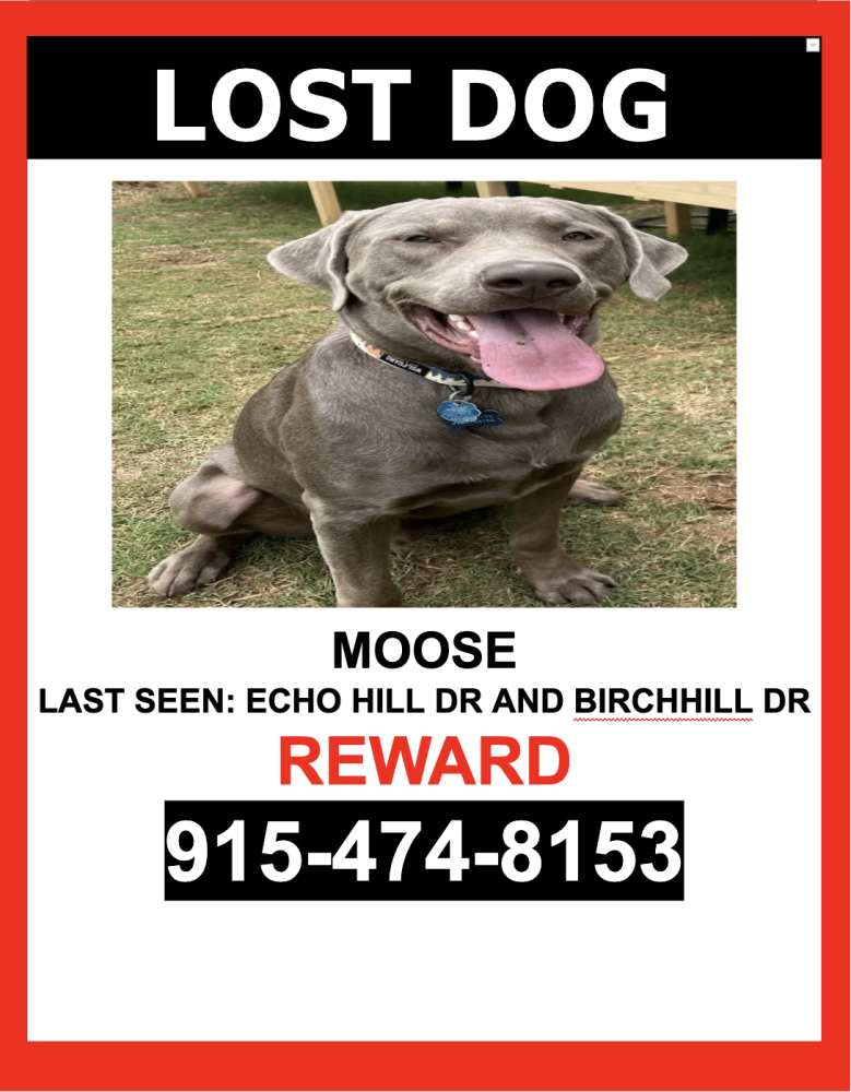 Image of MOOSE, Lost Dog