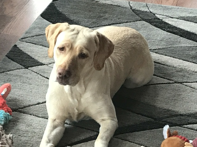 Image of Dixie, Lost Dog