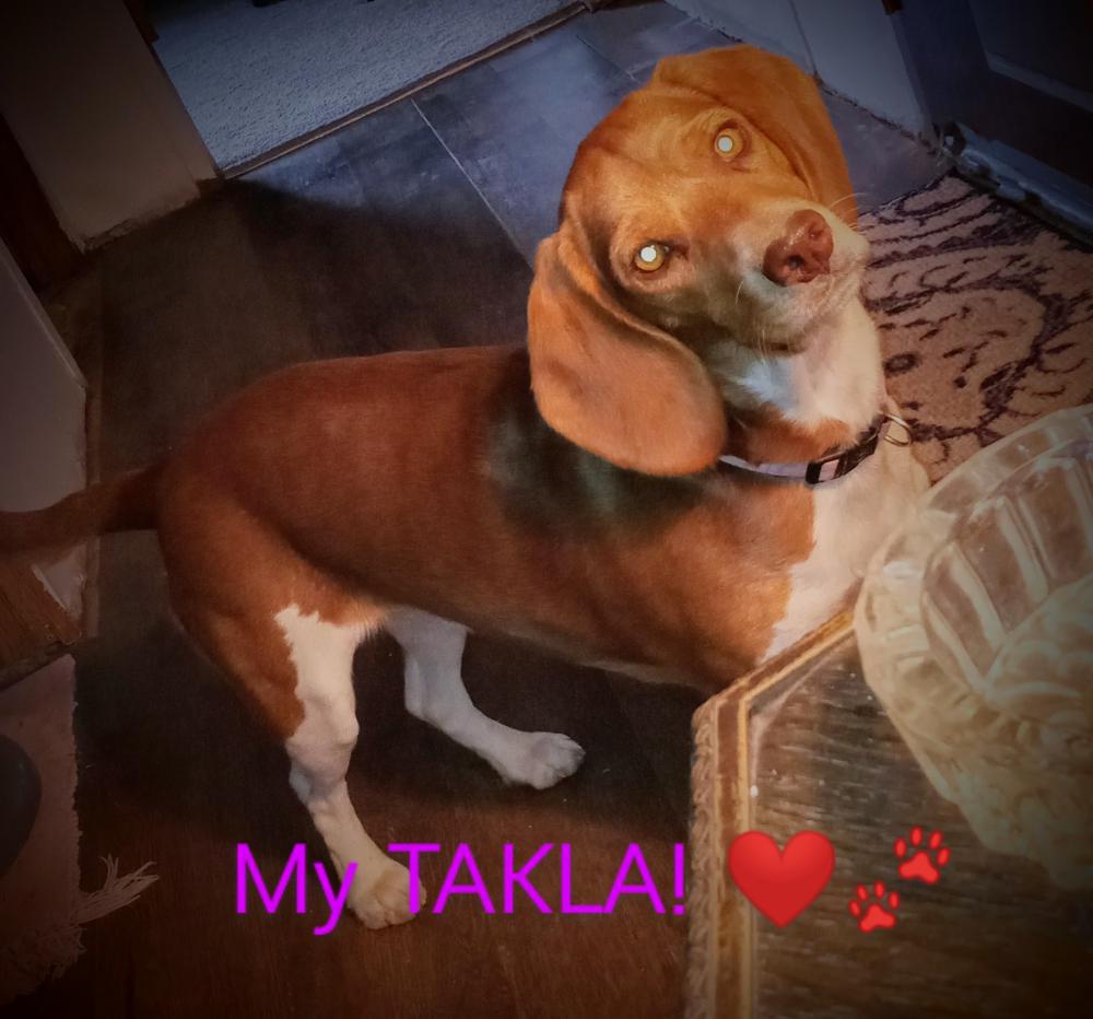 Image of Takla, Lost Dog