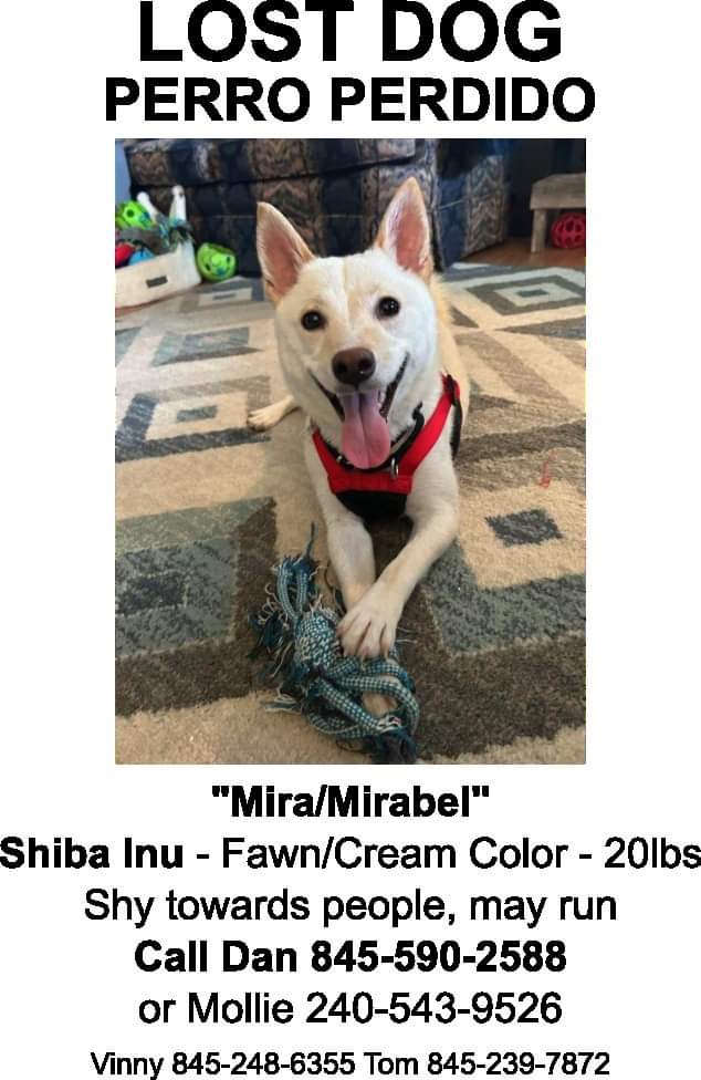 Image of Mira, Lost Dog