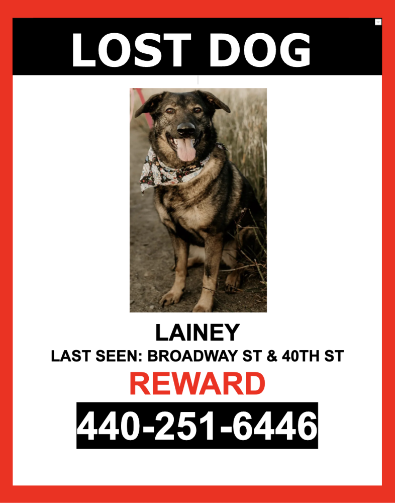 Image of LAINEY, Lost Dog