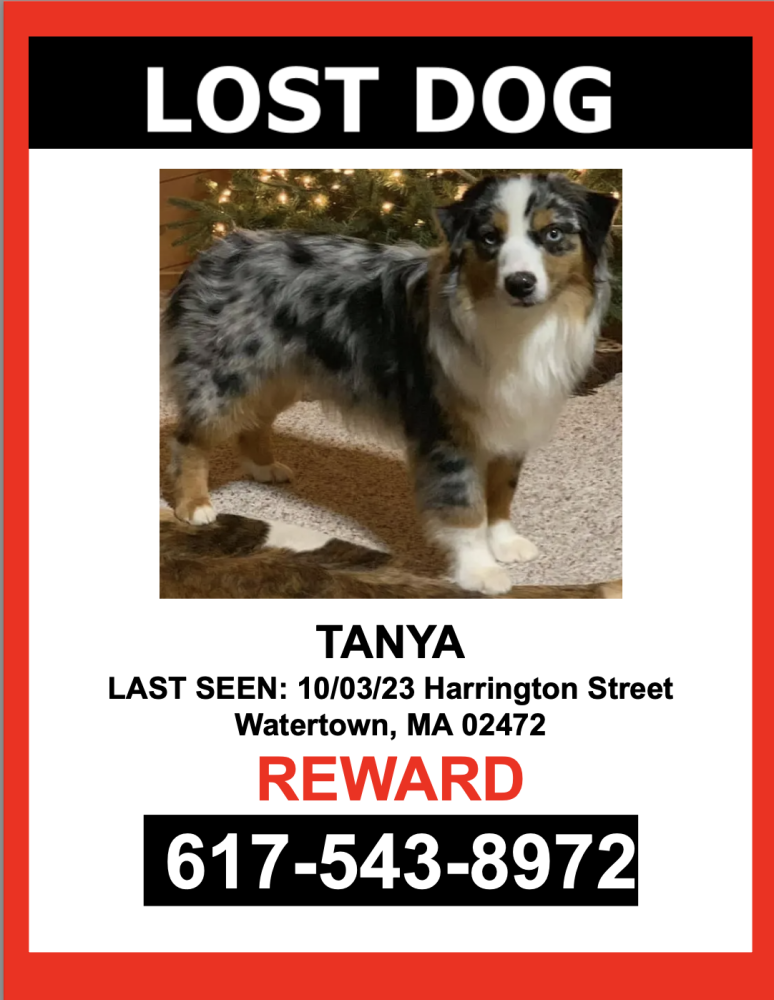 Image of TANYA, Lost Dog