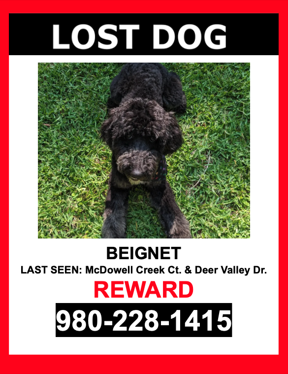 Image of Beignet, Lost Dog