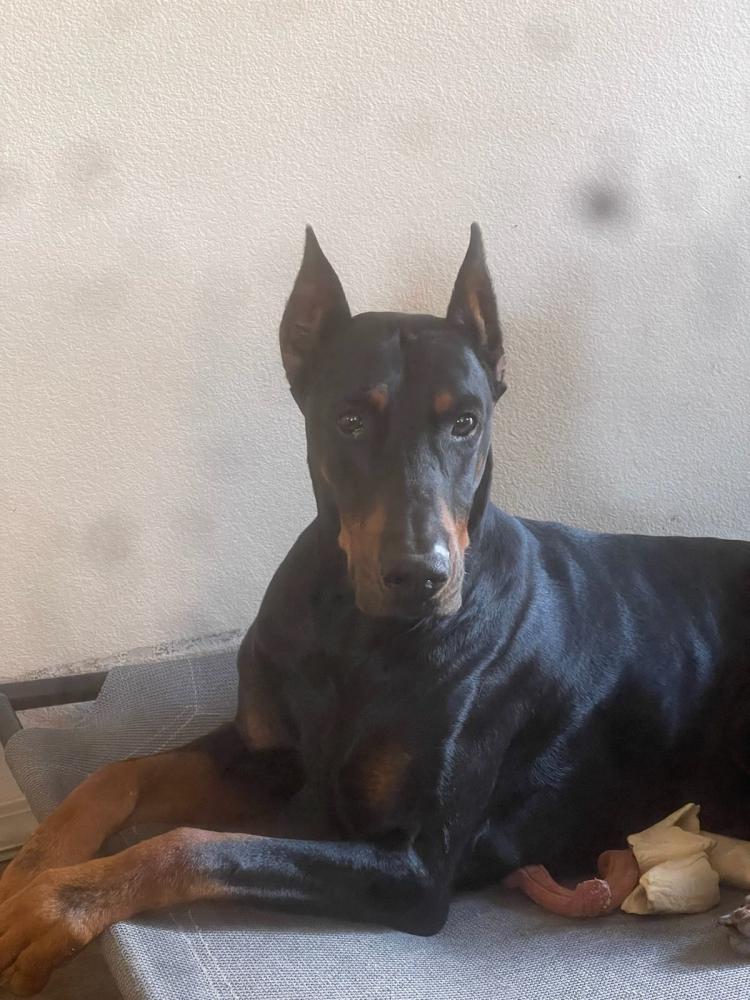 Image of Rome, Lost Dog