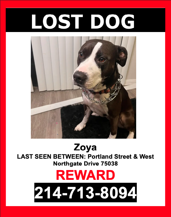 Image of Zoya, Lost Dog