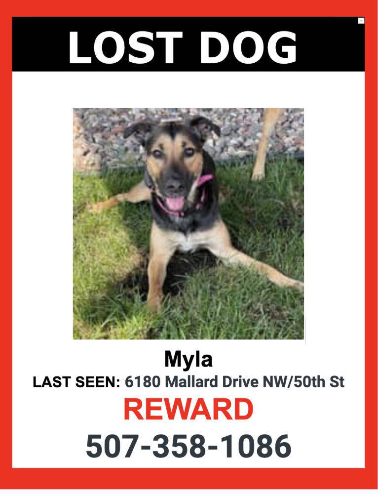 Image of Myla, Lost Dog