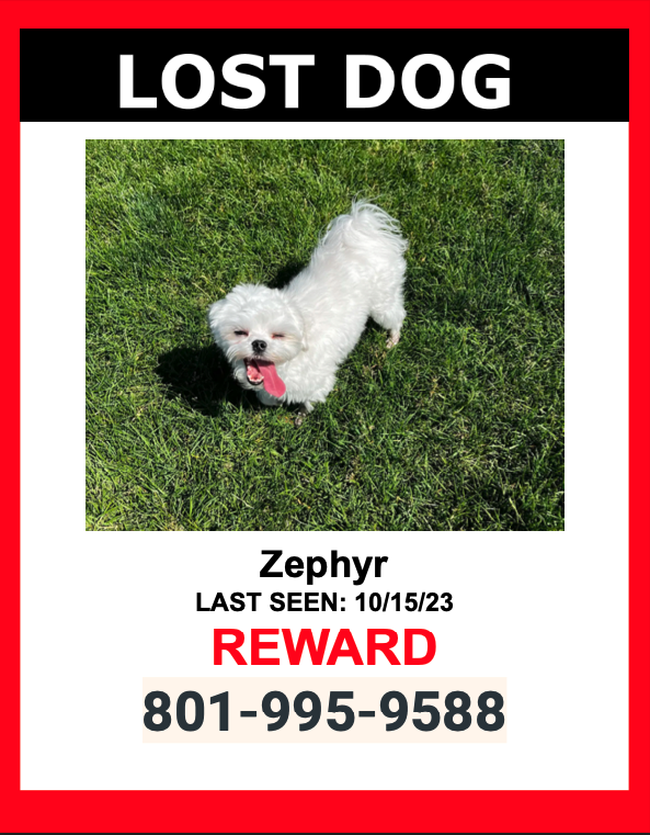 Image of Zephyr, Lost Dog