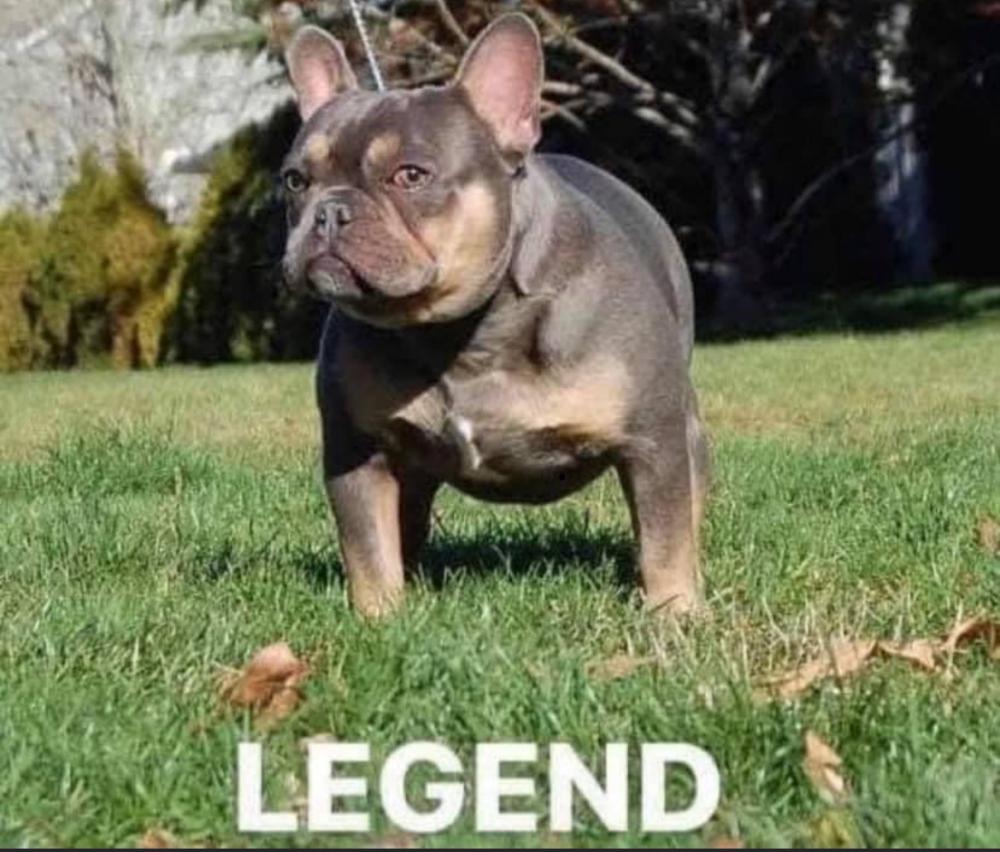 Image of Legend, Lost Dog