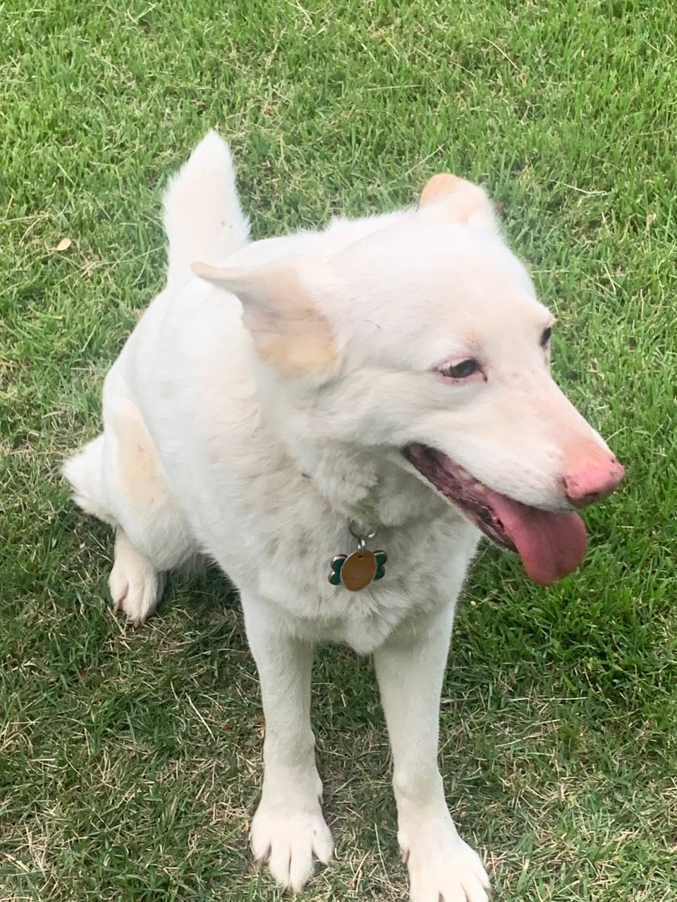 Image of Bianca, Lost Dog