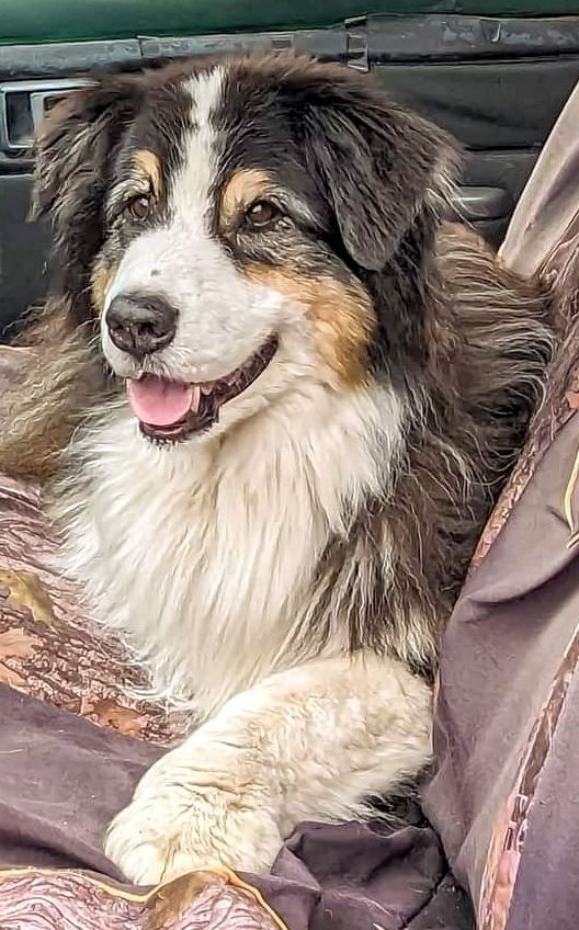 Image of Bodie, Lost Dog