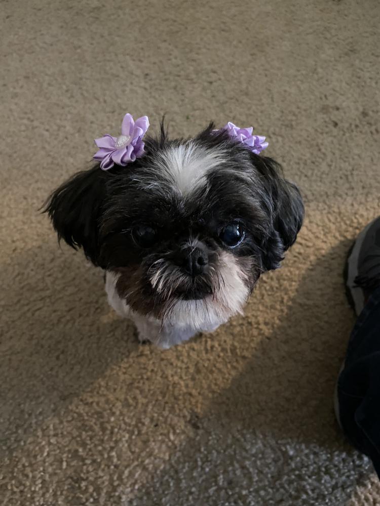 Image of LEXI, Lost Dog