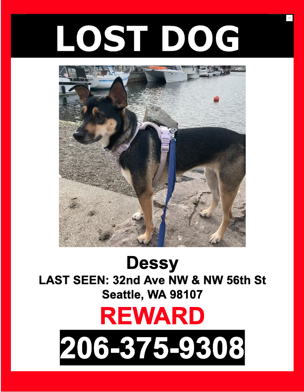 Image of Dessy, Lost Dog
