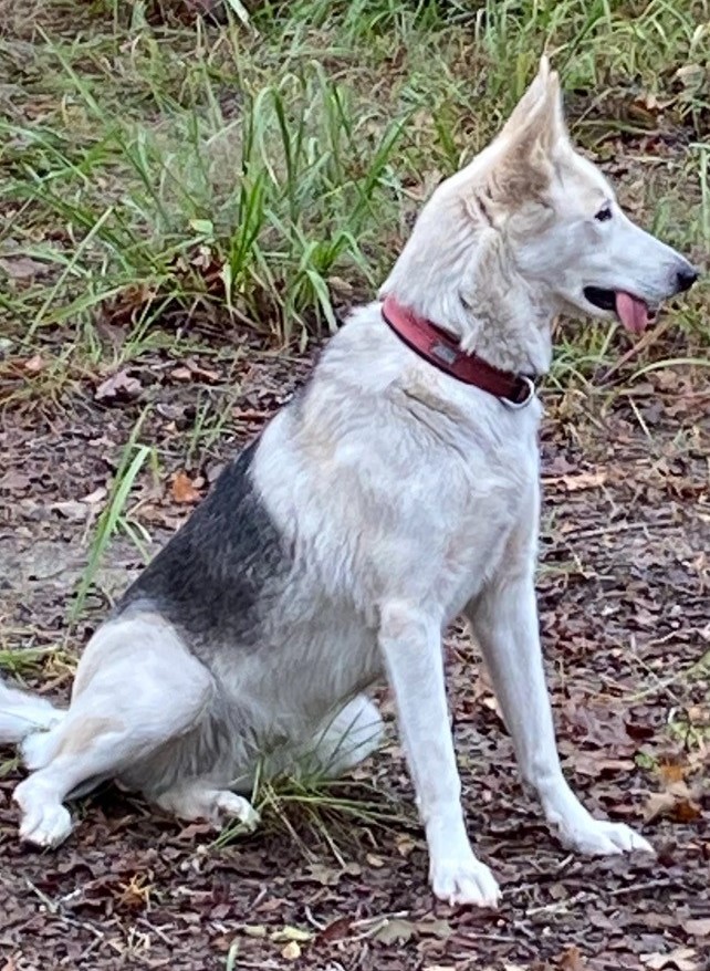Image of Akila, Lost Dog