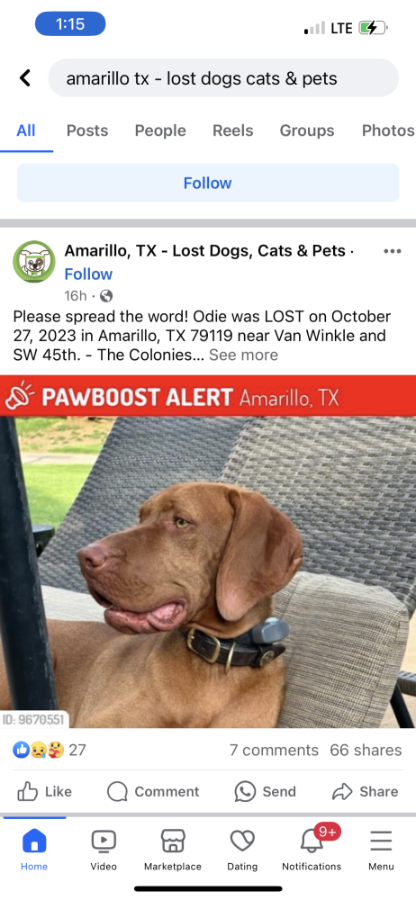 Image of ODEN, Lost Dog