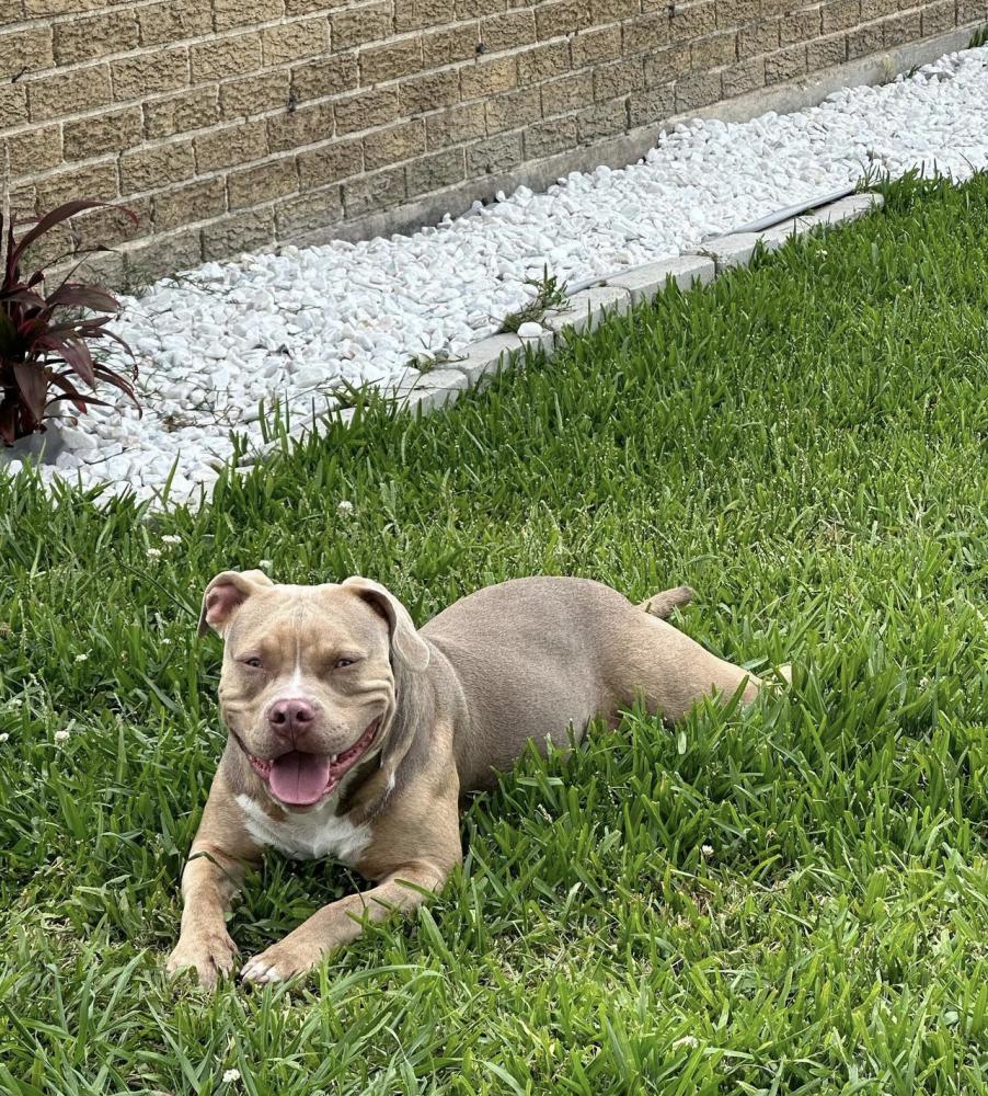Image of Rocko bully, Lost Dog