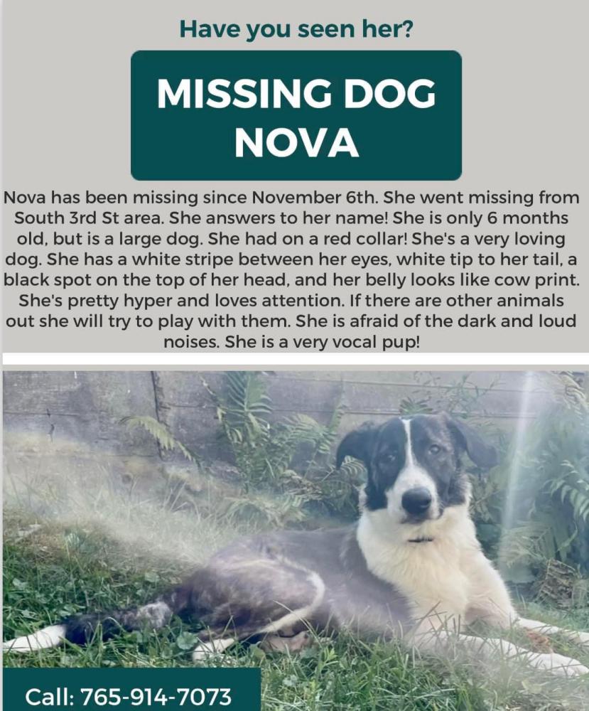 Image of Nova, Lost Dog