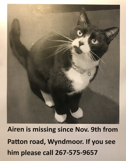 Image of Airen, Lost Cat