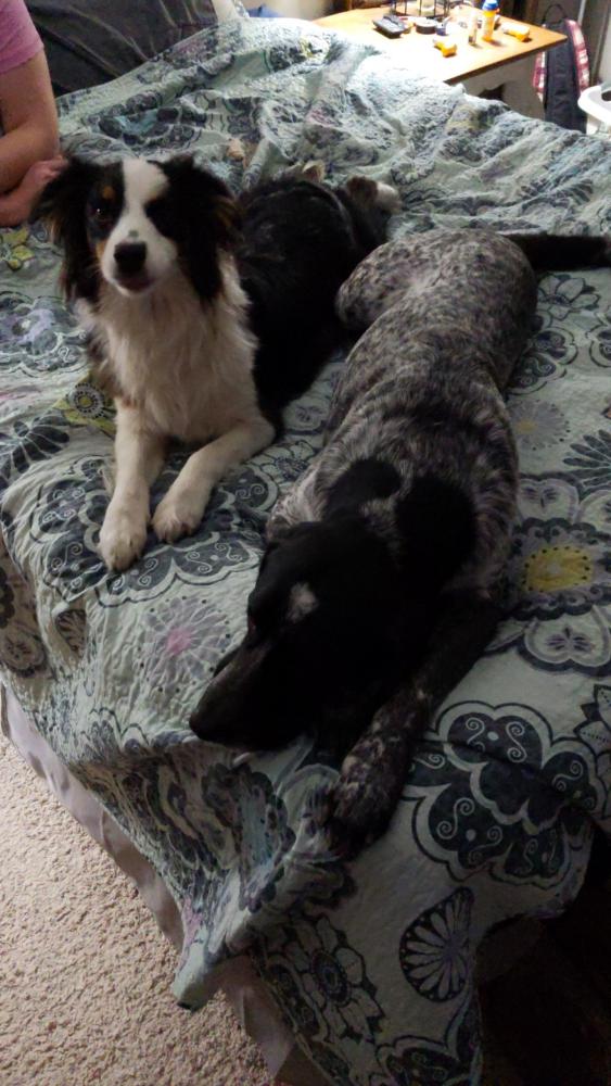 Image of Blue and Scout, Lost Dog