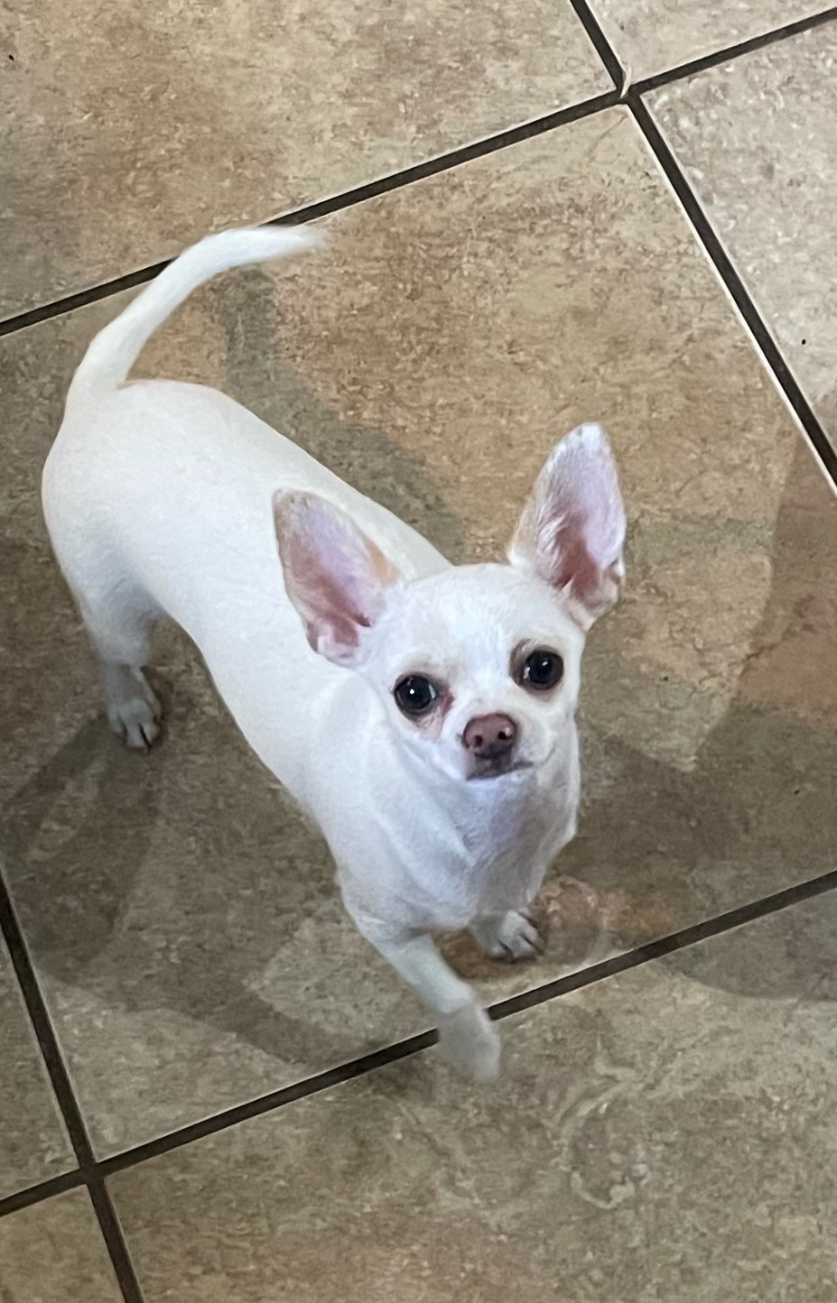 Image of Marshmellow, Lost Dog