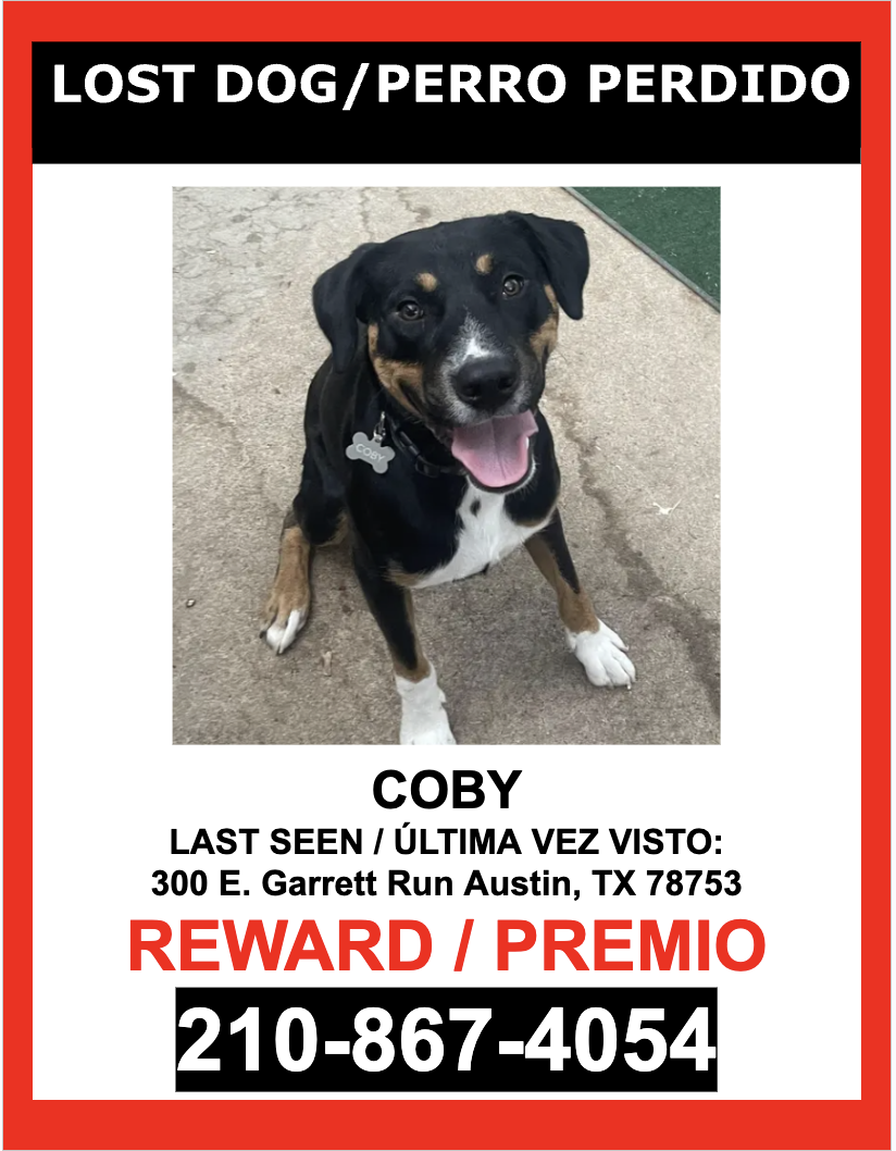 Image of COBY, Lost Dog