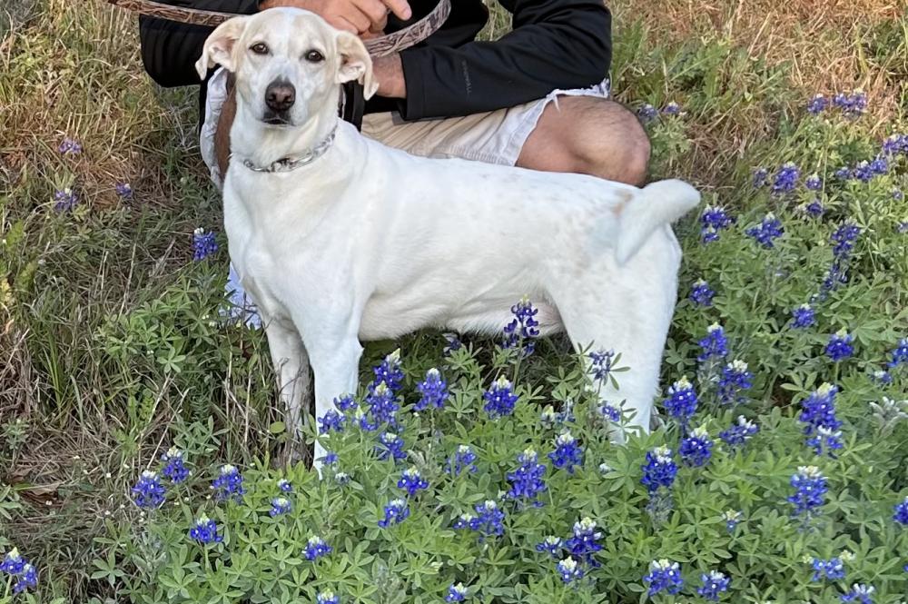 Image of Clint, Lost Dog