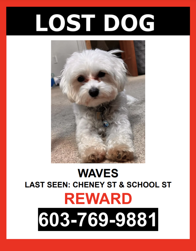 Image of Waves, Lost Dog