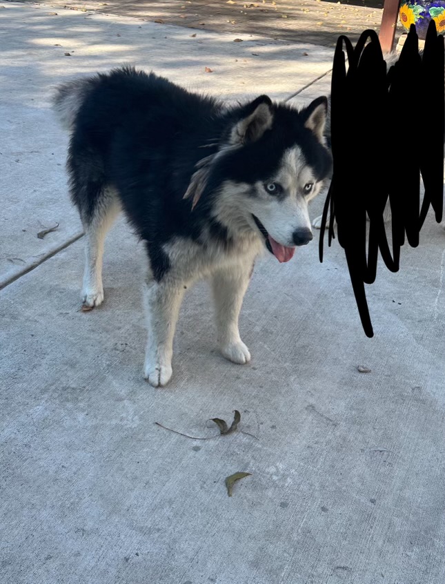 Image of Lalo, Lost Dog