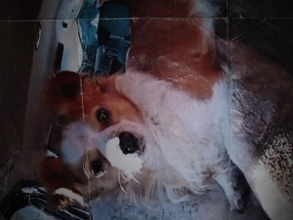 Image of Arno, Lost Dog